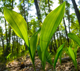 Obraz premium closeup heap of lily of the valley growth in forest, natural outdoor scene