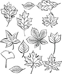 Autumn leaves on a white background. Vector.