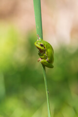Hyla arborea - Green tree frog on a stalk. The background is green. The photo has a nice bokeh.