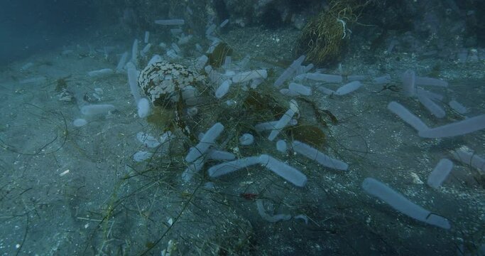 Large number of pyrosomes and various algae flowing in surge.