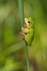 Hyla arborea - Green tree frog on a stalk. The background is green. The photo has a nice bokeh.