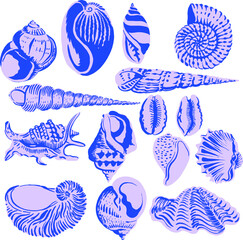 Set of seashells on a white background. Vector.