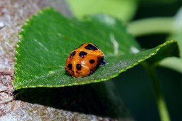 An orange ladybug