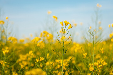Close-up shot of blooming rapeseed in big agricultural field. Oil plant while blooming