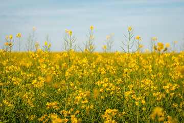 Obraz premium Huge field of rapeseed. Bright blooming rapeseed flower in the countryside