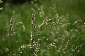 Bent grasses flowers dactylis wild meadow plants in summer. Abstract fresh wild grass flowers, herbs.