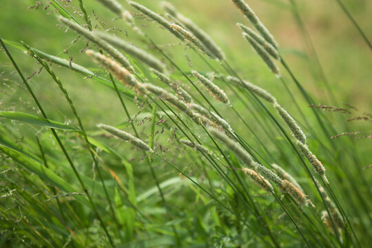 Bent grasses  flowers Alopecurus wild meadow plants in summer. Abstract fresh wild grass flowers, foxtail grass.