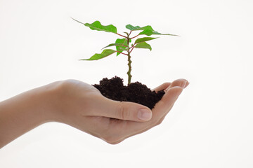 green young plant in a beautiful female hand on a white background isolate, earth day concept, nature conservation, ecology and tree planting