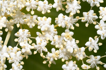Little white blossoms of elderflower (sambucus ), close-up. Blooming elder flowers as background....