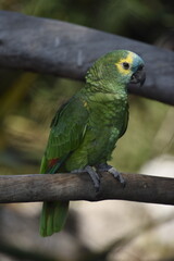 perroquet vert