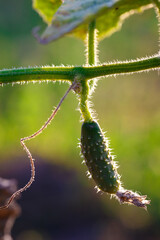 Greenhouse cucumber. Young green cucumber grows on a bush, close-up. Growing vegetables in the garden