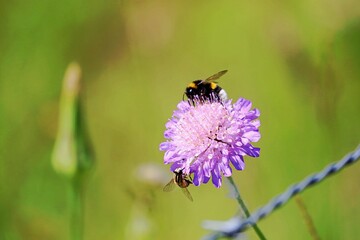 Nahaufnahme Biene auf Blüte