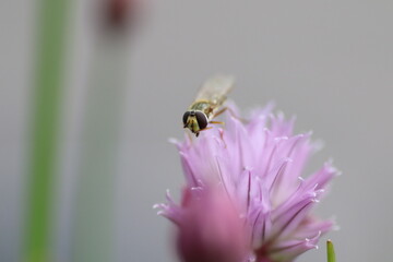Nahaufnahme Biene auf Blüte