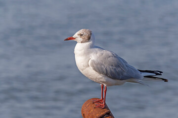 close up of seagull sitting on metal pipe against sea