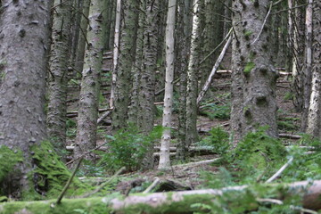 Lake District trees