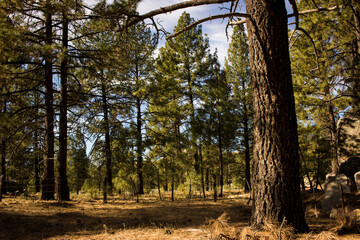 pinos de bosque en laguna