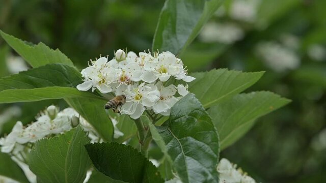 Honey bees flying insects on white sorbus aria blossom, the whitebeam deciduous tree. Close-up of bees pollinating a flower in the summer month of June.