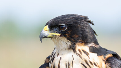 close up of a rufous bellied eagle