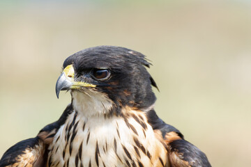 close up of a rufous bellied eagle