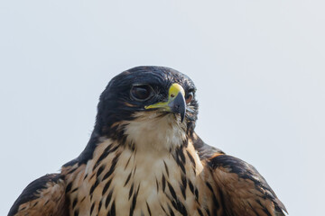 close up of a rufous bellied eagle