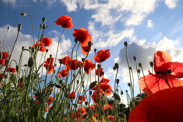 Obraz premium Vivid poppy field. Beautiful red poppy flowers on green fleecy stems grow in the field. Scarlet poppy flowers in the sunset light. Close-up of poppies
