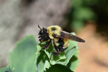 Bumble bee Bombus resting on a sedum plant 