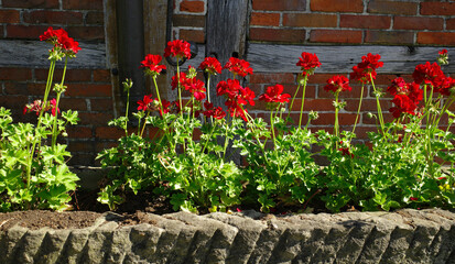 Red pelargoniums in a stone flower planter in front of an old brick wall with wooden beams. Timber framing.
