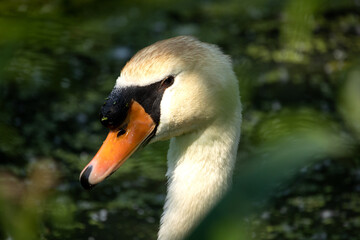 close up of a mute swan