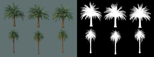 various types of palm
