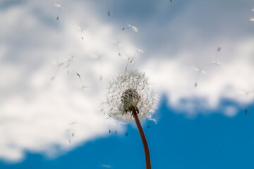 Dandelion on a background of blue sky. Flower against the sky.