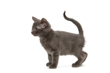 Small gray kitten stands sideways