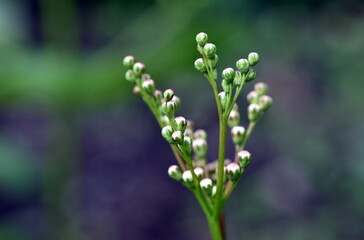Knospen einer knolligen Spierstaude