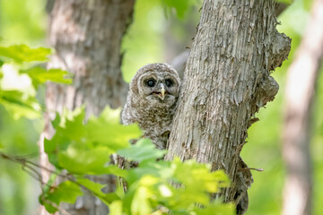 Young barred owl blending in with trees in the forest