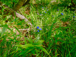 Eine schöne blaue Blume
