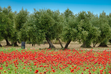 Olive trees behind a field of poppies on a sunny day in Andalucia, Spain