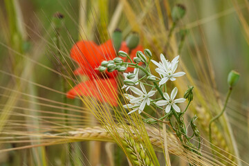 Delicate white flowers (asphodel) between golden ears of wheat