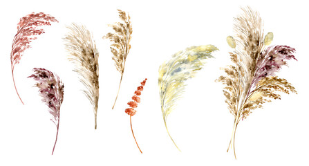 Pampas grass set painted with watercolor. Boho floral neutral colors bouquet. Botanical boho elements isolated on white. Bohemian style wedding invitation, greeting, card, postcard, stickers
