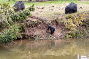 Promenade au monde sauvage d'Awaille