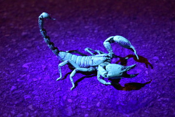 Scorpion glow blue-green under UV light on the street