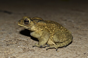 A toad sitting on the ground