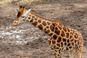 Obraz premium Promenade au monde sauvage d'Awaille