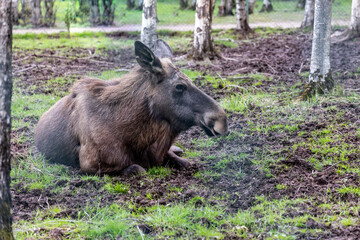 Promenade au monde sauvage d'Awaille
