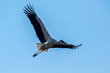 White stork flying on the blue sky. White stork (Ciconia ciconia).