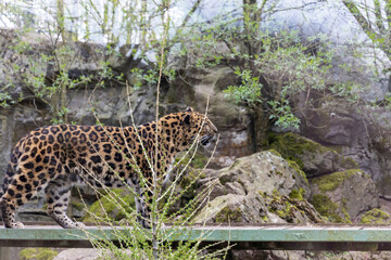 Promenade au monde sauvage d'Awaille
