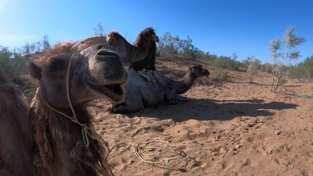 Camels in the Kyzylkum desert of Navoi region of Uzbekistan