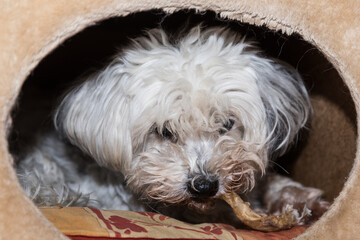 Hund mit Hundeknochen - Kauknochen