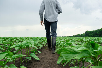 modern young farmer in shirt and boots inspects farmland. The farmer's son walks in the sunflower field