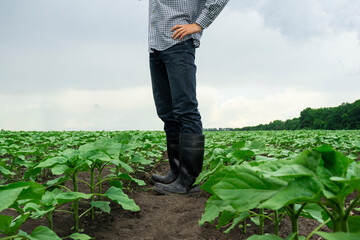 modern young farmer in shirt and boots inspects farmland. The farmer's son walks in the sunflower...