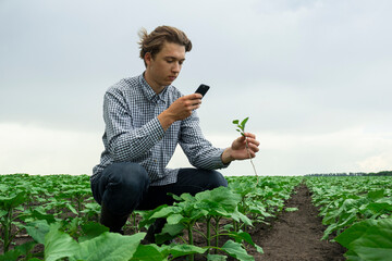 modern farmer inspects farmland. a farmer's son photographs a sunflower sprout for a report