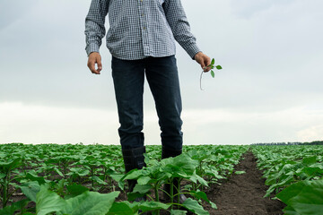 Young farmer inspects farmland. The farmer's son checks the quality of sunflower crops. Farmer...